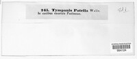 Image of Tympanis patella
